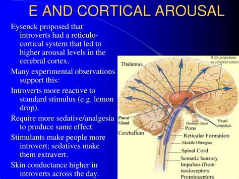 What is cortical arousal