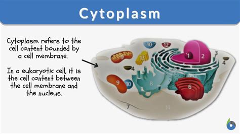 What is cytoplasm definition