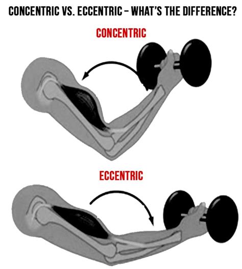 What is eccentric and concentric