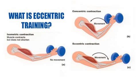 What is eccentric exercise mean