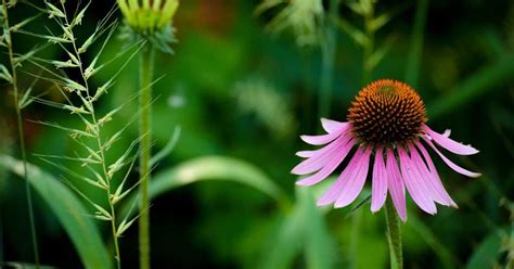 What is echinacea used for