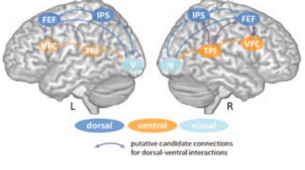 What is endogenous attention quizlet
