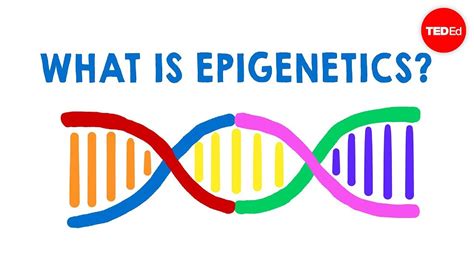 What is epigenetics Ted Ed