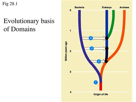 What is evolutionary basis