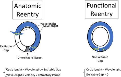 What is excitable gap