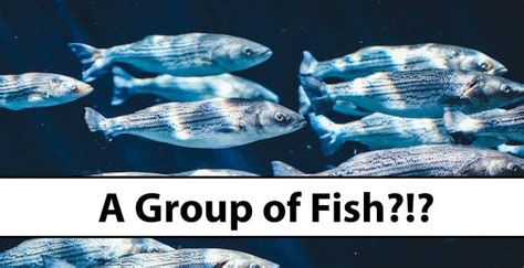 What is group of fish called