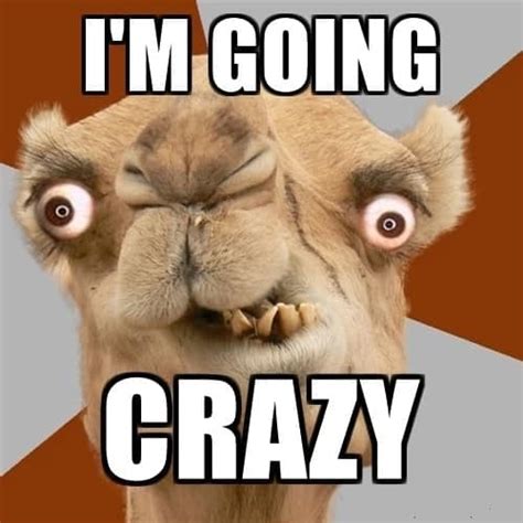 What is it called when you go crazy