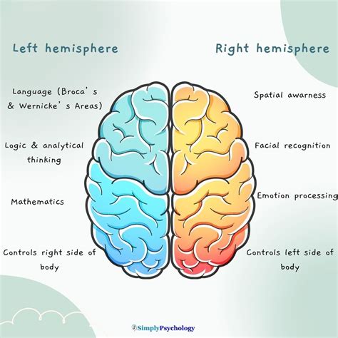 What is left hemisphere in psychology
