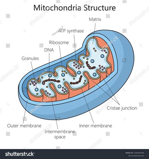 What is mitochondria diagram
