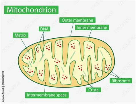 What is mitochondria in biology