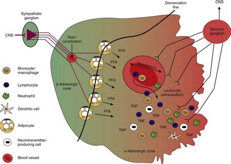 What is neural inflammation