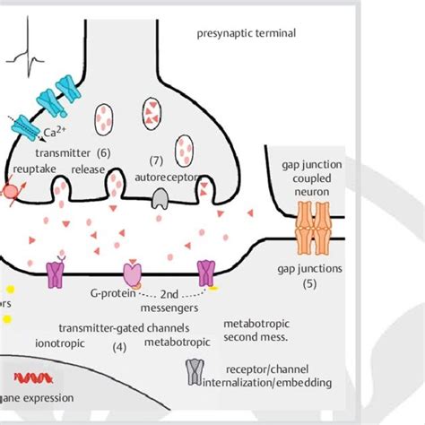 What is neuronal excitability
