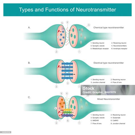 What is neurotransmitter function