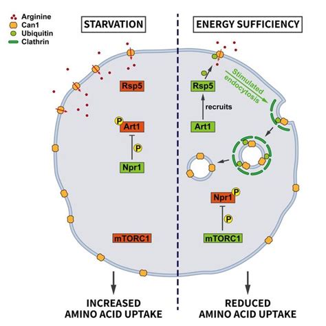 What is nutrient stress