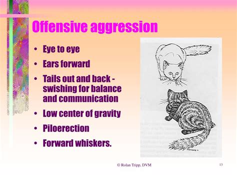 What is offensive aggression