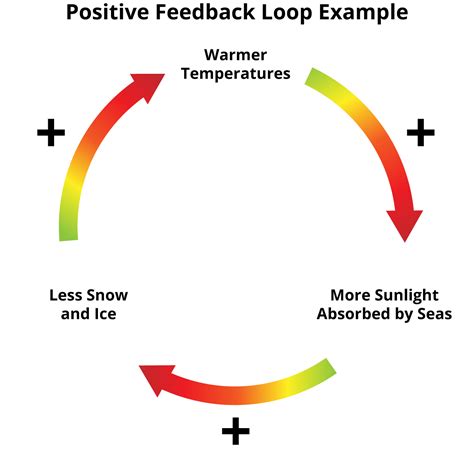 What is one example of a positive feedback loop