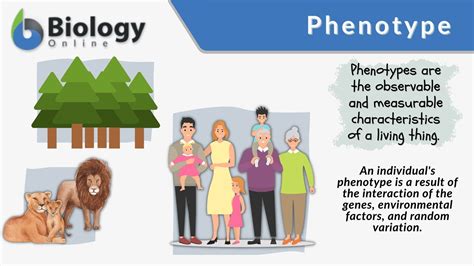 What is phenotype in simple words