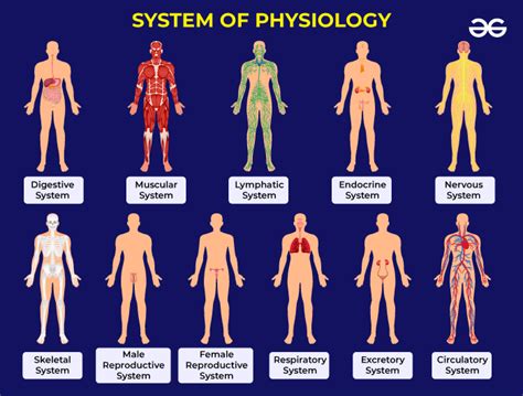 What is physiological process