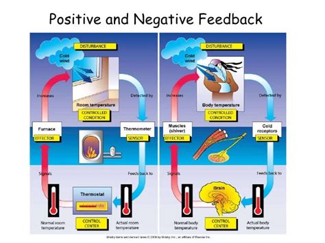 What is positive and negative feedback