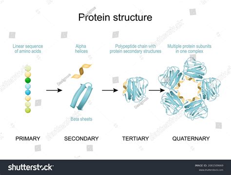What is protein A sequence of