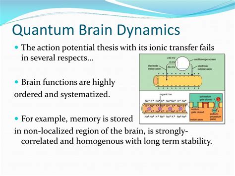 What is quantum brain dynamics theory