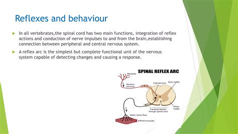 What is reflex behaviour