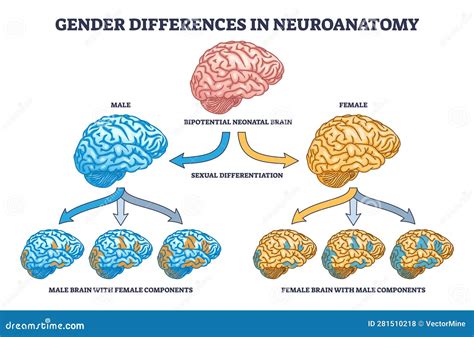 What is responsible for gender differences in cognitive processing
