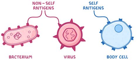 What is self antigen
