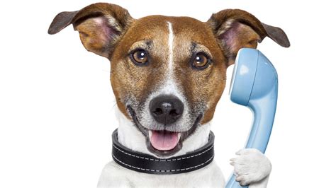 What is speak with animals