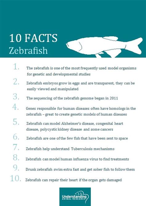 What is special about zebrafish