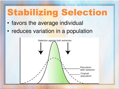 What is stabilizing selection in simple terms