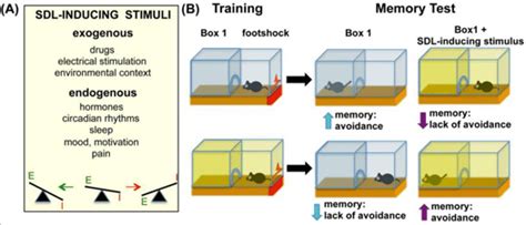 What is state dependent memory