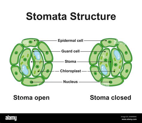 What is stomata structure