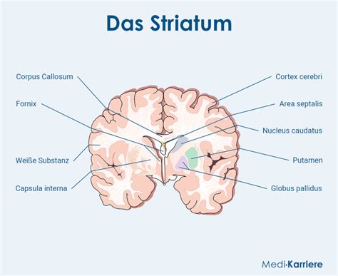 What is striatum