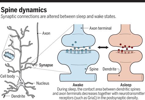 What is synaptic downscaling