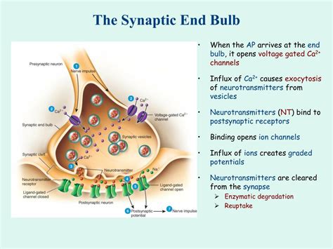What is synaptic end bulb