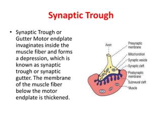 What is synaptic gutter