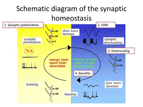 What is synaptic homeostasis