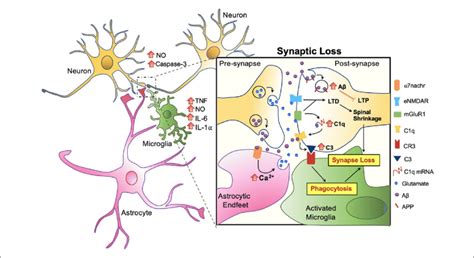 What is synaptic loss