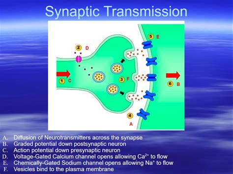 What is synaptic transmission quizlet