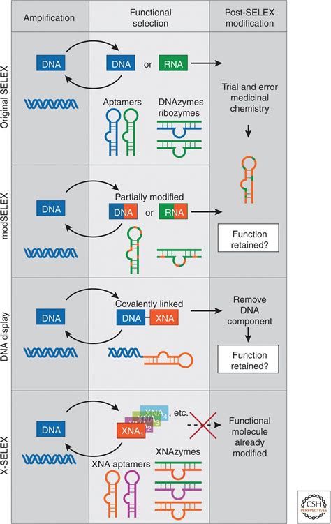 What is synthetic genetics