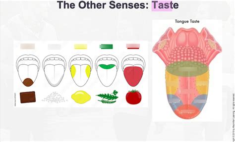 What is taste in psychology