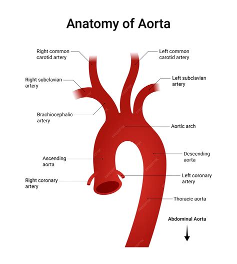 What is the Aorta