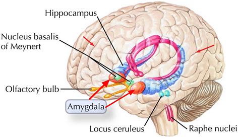 What is the amygdala part of