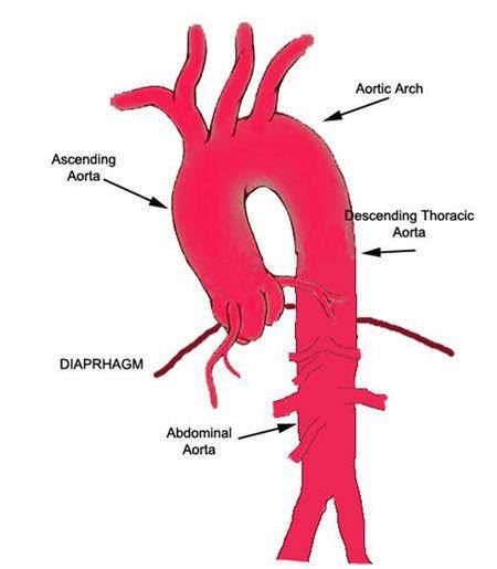 What is the ascending aorta structure