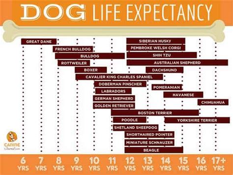 What is the average lifespan of a dog