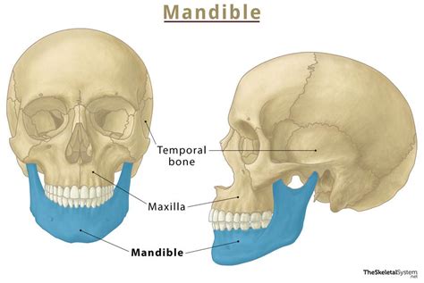 What is the chin bone called