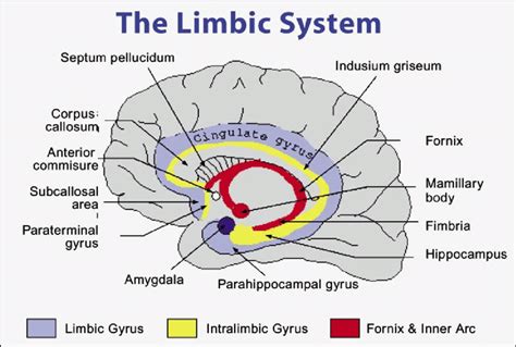 What is the definition limbic system