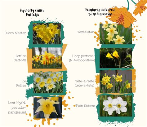 What is the difference between a daffodil and a narcissus