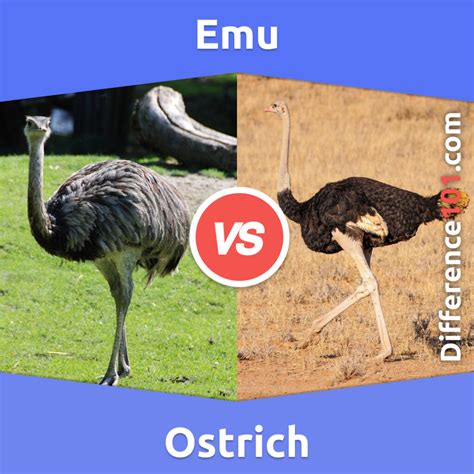 What is the difference between an ostrich and emu